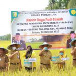 Tingkatkan Ketahanan Pangan, Pjs Bupati Kuansing Panen Raya Padi di Teberau Panjang