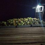 Kegiatan Bongkar Muat di Pelabuhan Liar Tanjung Uban Harus Dibereskan