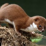 Akibat Membawa Virus Corona Sebanyak 1.000 Cerpelai akan Dimusnahkan