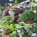 Manjakan Pecinta Tanaman Hias Disbudpar Batam Gelar Flower Festival