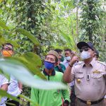 Kecamatan Marga Tiga Lampung Timur Jadi Percontohan Pengembangan Komoditas Lada