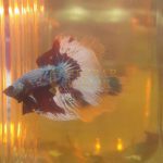 Pegiat Ikan Cupang Semakin Meningkat dengan Harga Fantastic di Tanjunguban