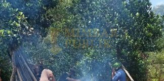 Maulid Nabi Muhammad SAW, 250 Lemang Siap Memberi Berkah