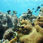 Pulau Abang Surganya Pecinta Snorkeling dengan Keindahan Blue Coral yang Wajib Dikunjungi