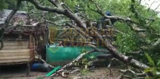Dua Buah Rumah Warga Desa Mensanak Ditimpa Pohon Mangga