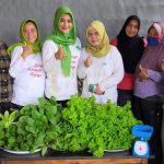 Perempuan Tani HKTI Bintan Panen Perdana Selada dan Sawi