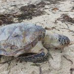 Seekor Penyu Menjadi Korban Limbah Minyak Hitam Seekor Penyu Menjadi Korban Limbah Minyak Hitam