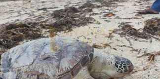 Seekor Penyu Menjadi Korban Limbah Minyak Hitam Seekor Penyu Menjadi Korban Limbah Minyak Hitam
