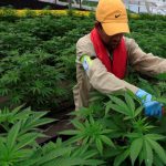 Ganja Itu Tanaman Obat Bukan Narkoba, kata PBB