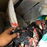 Penumpang KM Kelud Selundupkan 42.500 Ekor Benih Lobster Ilegal Penumpang KM Kelud Selundupkan 42.500 Ekor Benih Lobster Ilegal