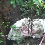 Kejam! Mayat Dimutilasi Tak Lama Setelah Dibunuh Sumber Foto : iNews