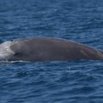Peneliti Temukan Spesies Baru Paus Berparuh Yang Hidup Dikedalaman 914 Meter Paus Berparuh(Foto:Istimewa)