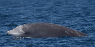 Peneliti Temukan Spesies Baru Paus Berparuh Yang Hidup Dikedalaman 914 Meter Paus Berparuh(Foto:Istimewa)