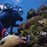 Destinasi Wisata Selam Indonesia Terbaik di Dunia