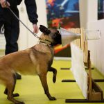 Otoritas Republik Ceko Latih Anjing Mengendus Aroma COVID- 19