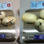 Sabu 359 Gram Disimpan di Selangkangan, Wanita ini Diamankan Sabu 359 Gram Disimpan di Selangkangan, Wanita ini Diamankan