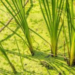 Ini Beberapa Manfaat Tanaman Vetiver Selain Mencegah Tanah Longsor