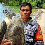 Pos TNI AL Lampia Berhasil Lepaskan Penyu Hijau yang Terperangkap Jaring Nelayan Pos TNI AL (Posal) Lampia Luwu Timur (Lutim) bersama masyarakat berhasil melepas penyu hijau yang terperangkap pada jaring nelayan di Tanjung Waru-waru Lutim, Minggu (31/01/2021).