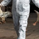 Belum Selesai Covid-19, Jerman Temukan Flu Burung dan Siap Musnahkan 62 Ribu Unggas