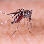 Tidak Hanya Covid-19, Penyakit DBD Patut Diwaspadai