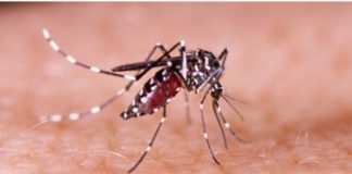 Tidak Hanya Covid-19, Penyakit DBD Patut Diwaspadai
