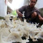 Eksportir Sarang Burung Walet Dibuat Bingung oleh Pemerintah