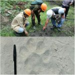 Warga Diminta Waspada Jejak Harimau di Ukui Dua, BKSDA Riau Pasang Kamera Trap