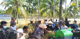 Bupati Tanjung Jabung Barat Hadiri Panen Raya Tanaman Padi di Kampung Tangguh Siginjai Bupati Tanjung Jabung Barat Hadiri Panen Raya Tanaman Padi di Kampung Tangguh Siginjai