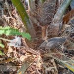 Petani KT Raih Kemenangan Ucapkan Terima Kasih pada Presiden Jokowi, Idris: Baru 7 Bulan Tanam Sudah Buah Dompet