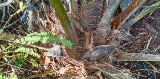 Petani KT Raih Kemenangan Ucapkan Terima Kasih pada Presiden Jokowi, Idris: Baru 7 Bulan Tanam Sudah Buah Dompet