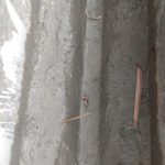 Terindikasi KKN Dana Desa, Aktivis LSM akan Seret Kades Sinaman ke APH Proyek pembangunan Desa Sinaman Tahun 2019