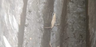 Terindikasi KKN Dana Desa, Aktivis LSM akan Seret Kades Sinaman ke APH Proyek pembangunan Desa Sinaman Tahun 2019