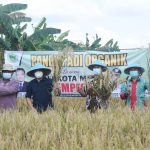 Kota Metro Panen Padi Organik Demplot, Wahdi ” Mengapresiasi CV Wong Agro Lestari” Wali Kota Wahdi dan Direktur CV.Wong Agro Lestari sedang Memanen Padi