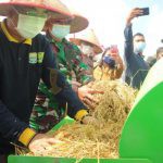 Bupati Tanjab Barat beserta Gabungan Kelompok Tani BERKAH Laksanakan Panen Padi Sawah Yang Kedua Di Kecamatan Bram Itam