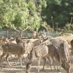 BP Batam Bangun Kolam Ikan di Taman Rusa Sekupang