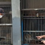 Dua Harimau Sumatera Terpapar Positif Covid-19 di Kebun Binatang Ragunan