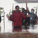 Diguyur Hujan, Presiden Jokowi Basah-basahan Tanam Mangrove di Pantai Setokok Batam