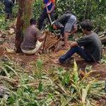 Pemdes Salit Kecamatan Tiga Panah Gotong royong Bersama Lapisan Masyarakat dan Karang Taruna Tampak masyarakat dan Karang Taruna Desa Salit melakukan kegiatan Pembukaan lahan jalan desa