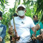 Bupati Tanjung Jabung Barat Melaksanakan Kegiatan Panen Raya Bupati Tanjung Jabung Barat Melaksanakan Kegiatan Panen Raya