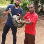 Petugas Damkar Berhasil Tangkap Ular Sanca yang Masuk ke Rumah Warga di Bintan