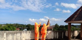 Pemadam Kebakaran UPT Kijang Berhasil Evakuasi Sarang Tawon di 3 Lokasi Petugas Pemadam Kebakaran (Damkar) UPT Kijang mengevakuasi Sarang Tawon yang berada di Kijang, Kecamatan Bintan Timur, Selasa (16/11/2021). (Fot: Damkar UPT Kijang)