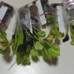 Ditpam BP Batam Amankan Binatang dan Tumbuhan Tanpa Surat Karantina