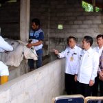 Jelang Hari Raya Idul Adha Kabupaten Lampura Lakukan Vaksinasi Penyakit Mulut Dan Kuku