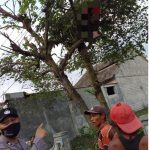 Diduga Penyakit Kambuh, Warga Plosoklaten Meregang Nyawa Diatas Pohon