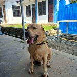 Anjing Pelacak Bea Cukai Batam Endus Sabu 101 Gram Tujuan Lombok