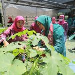 TP PKK Siak Belajar Bersama Dengan TP PKK Jakarta Timur