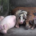 Diduga Terpapar Flu, 2000 Ekor Babi Mati Mendadak di Medan