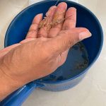 Bea Cukai Batam Gagalkan Penyeludupan Benih Baby Lobster Senilai Rp9 Miliar