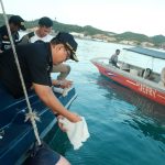 Bea Cukai Batam Gagalkan Penyelundupan Benih Baby Lobster Senilai Rp 5,5 Miliar