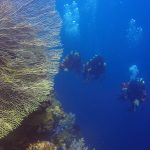 Tim Penyelam Dompet Dhuafa Berlatih di Selat Bali